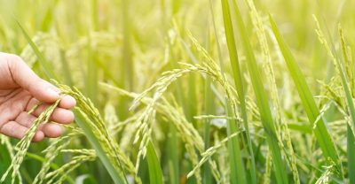 تاریخچه جهانی برنج